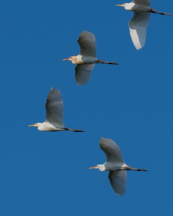 Eastern Cattle Egret Isanuma Fri, 6/14/2024