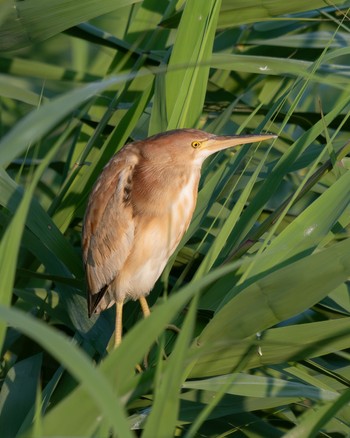 Yellow Bittern Isanuma Fri, 6/14/2024