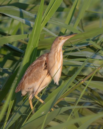 Yellow Bittern Isanuma Fri, 6/14/2024