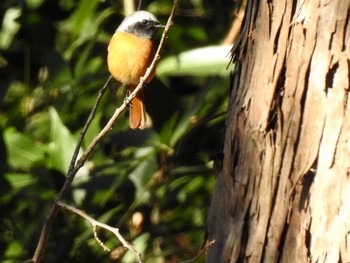 Daurian Redstart くれふしの里古墳公園 Mon, 1/14/2019