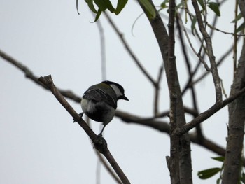 Japanese Tit 神奈川県自然環境保全センター Thu, 6/13/2024