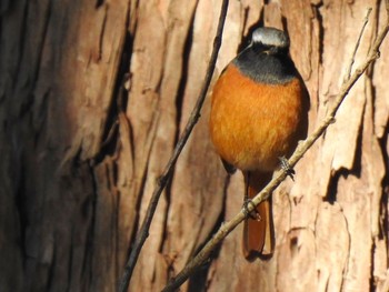 Daurian Redstart くれふしの里古墳公園 Mon, 1/14/2019