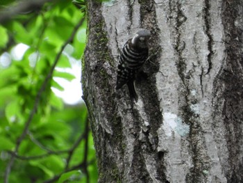 Japanese Pygmy Woodpecker 神奈川県自然環境保全センター Thu, 6/13/2024