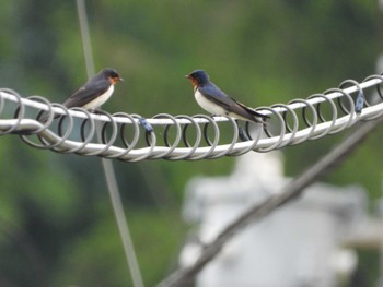 Thu, 6/13/2024 Birding report at 神奈川県自然環境保全センター