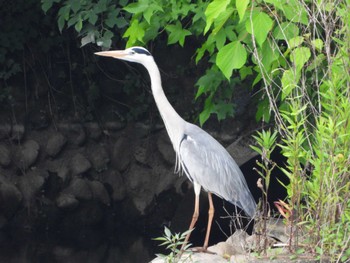 Grey Heron 神奈川県自然環境保全センター Thu, 6/13/2024