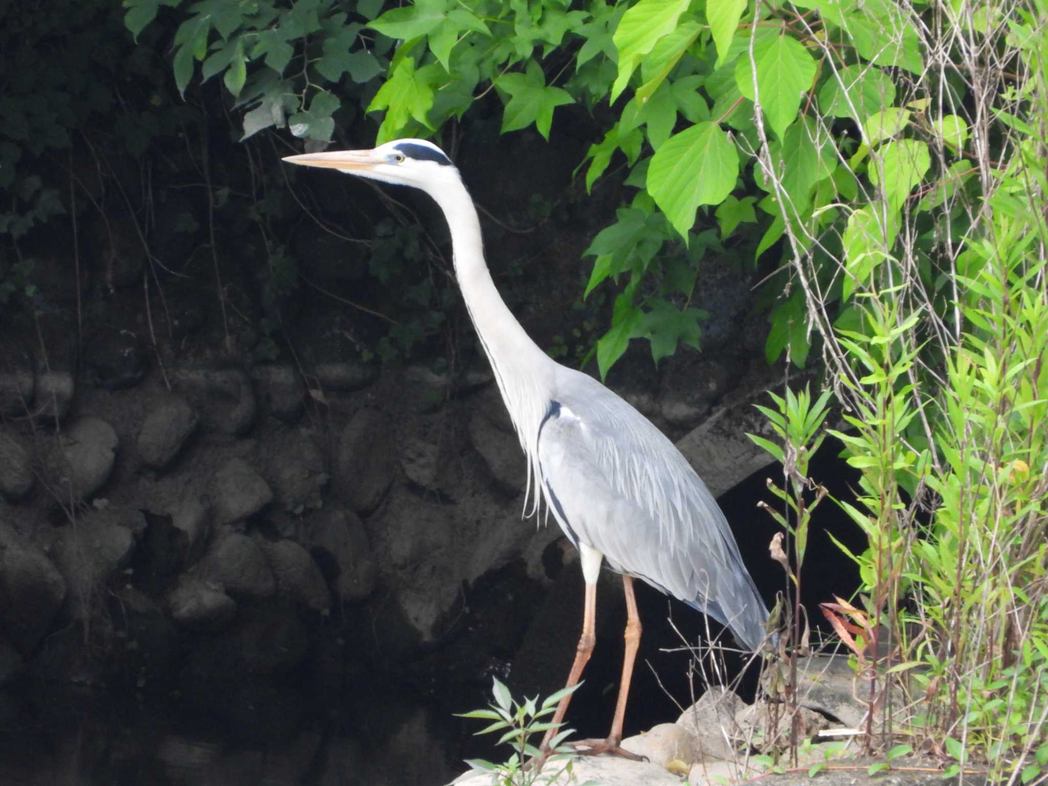 Photo of Grey Heron at 神奈川県自然環境保全センター by ヨシテル