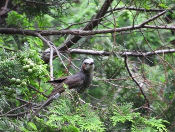 Brown-eared Bulbul 神奈川県自然環境保全センター Thu, 6/13/2024