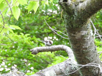 Long-tailed Tit 神奈川県自然環境保全センター Thu, 6/13/2024