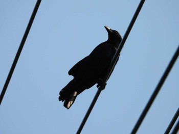 Carrion Crow 厚木七沢森林公園 Thu, 6/13/2024