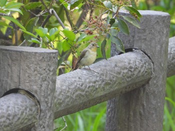 Thu, 6/13/2024 Birding report at 厚木七沢森林公園