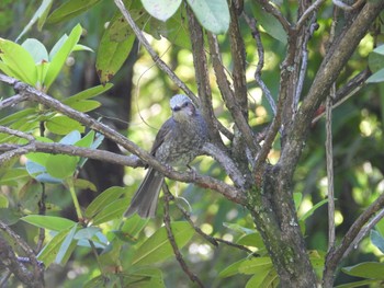 Brown-eared Bulbul 厚木七沢森林公園 Thu, 6/13/2024