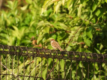 Eurasian Tree Sparrow 厚木七沢森林公園 Thu, 6/13/2024