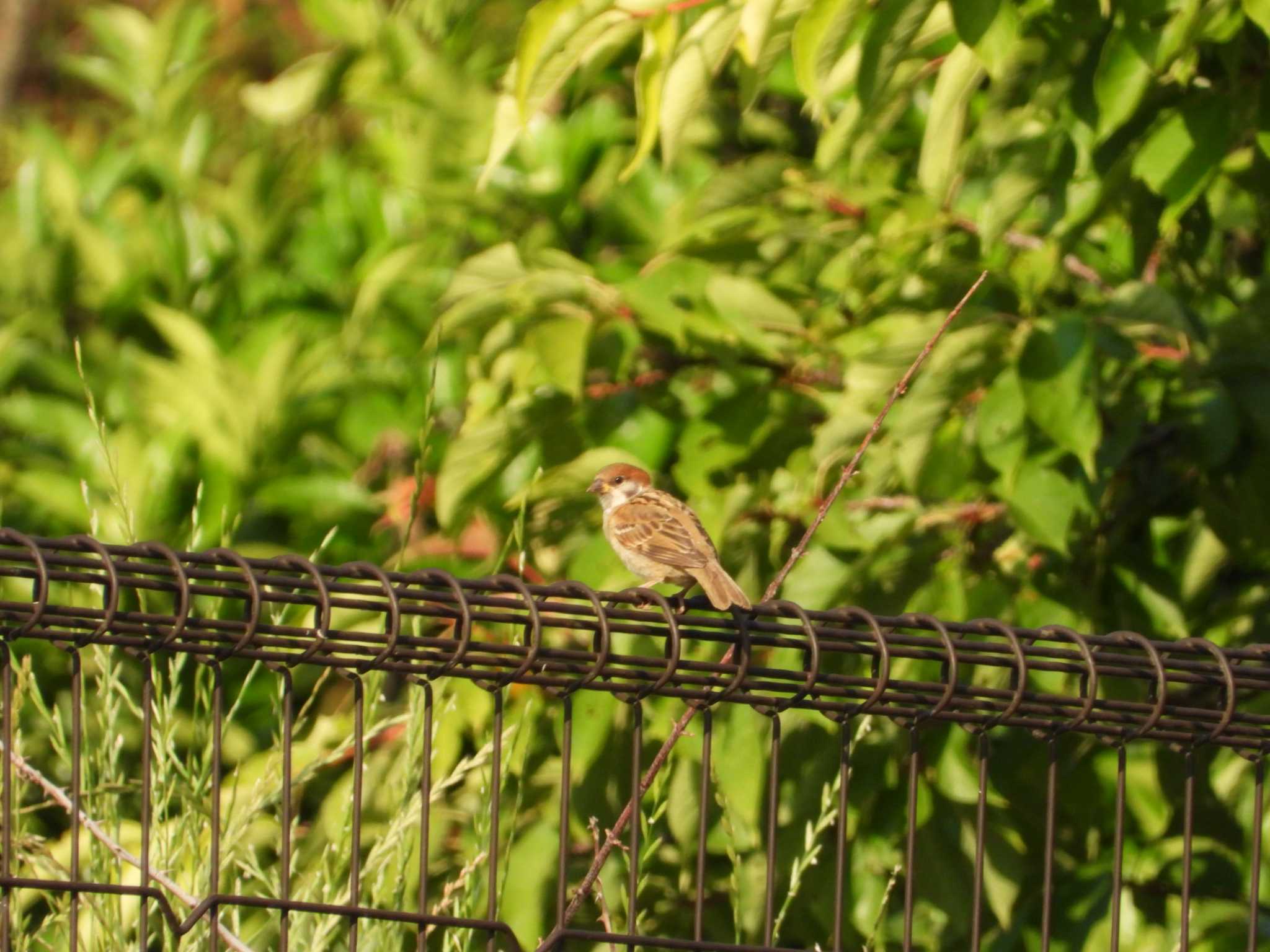 Photo of Eurasian Tree Sparrow at 厚木七沢森林公園 by ヨシテル