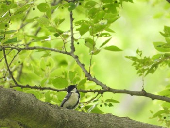 Japanese Tit 厚木七沢森林公園 Thu, 6/13/2024