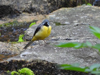 Grey Wagtail 厚木七沢森林公園 Thu, 6/13/2024