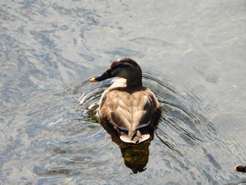 Eastern Spot-billed Duck 厚木七沢森林公園 Thu, 6/13/2024