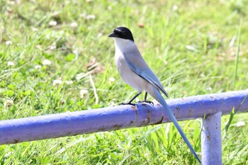 Azure-winged Magpie 多摩川 Sat, 6/1/2024