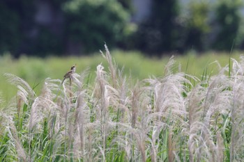 Oriental Reed Warbler 多摩川 Sat, 6/1/2024