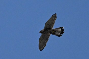 Fri, 6/14/2024 Birding report at 山梨県森林公園金川の森(山梨県笛吹市)