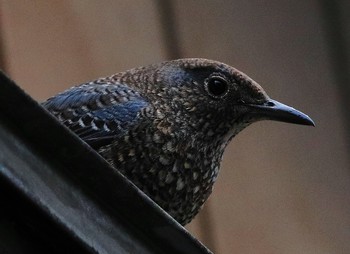 Blue Rock Thrush 東京都品川区 Tue, 1/15/2019