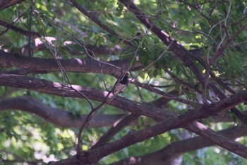 Japanese Thrush 日向渓谷 Fri, 6/14/2024