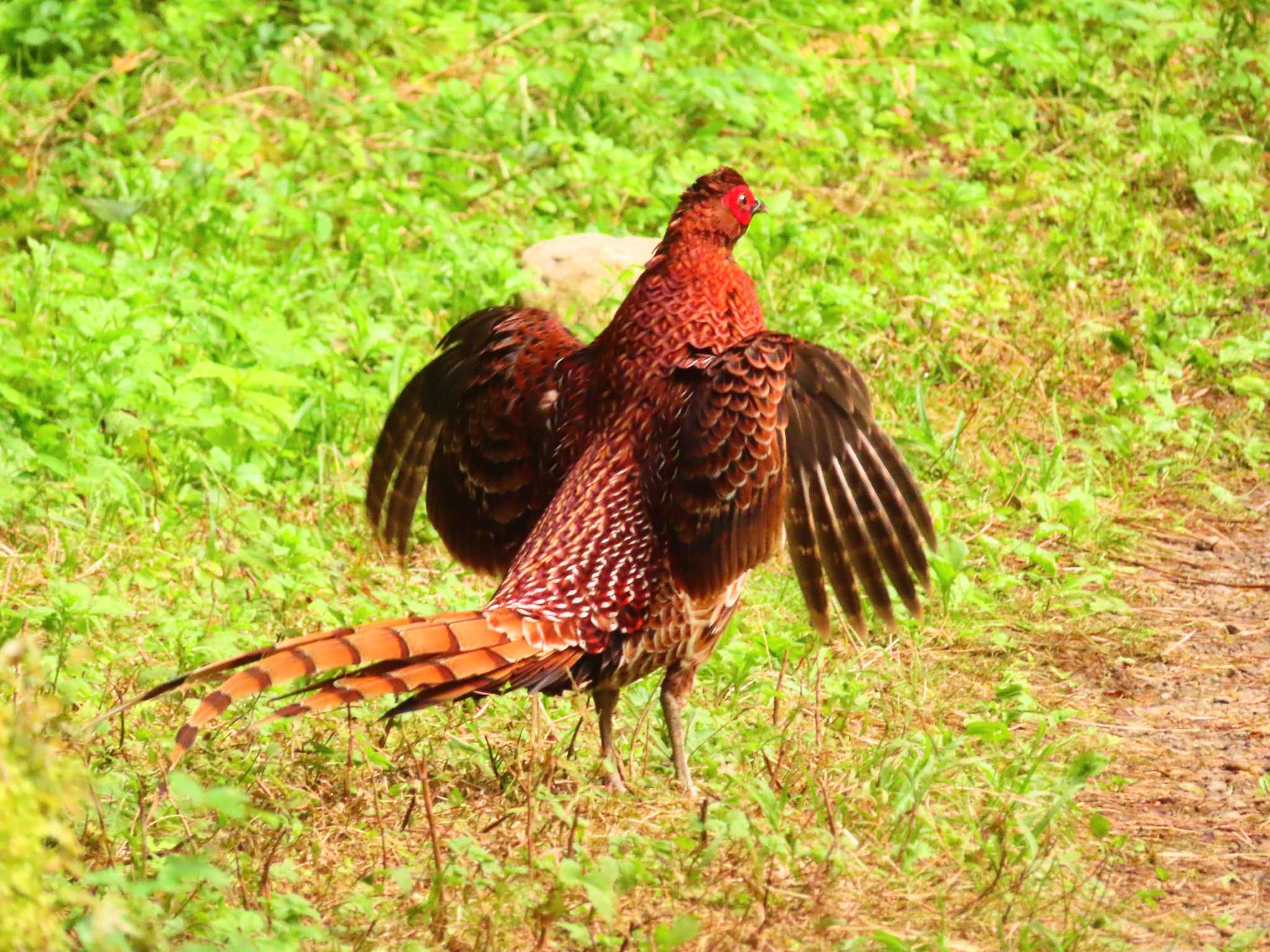 Photo of Copper Pheasant at 養沢川 by ゆ