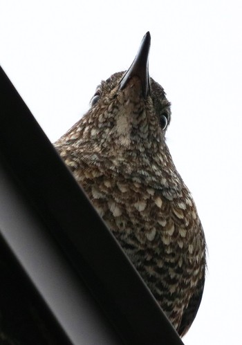 Blue Rock Thrush Unknown Spots Tue, 1/15/2019