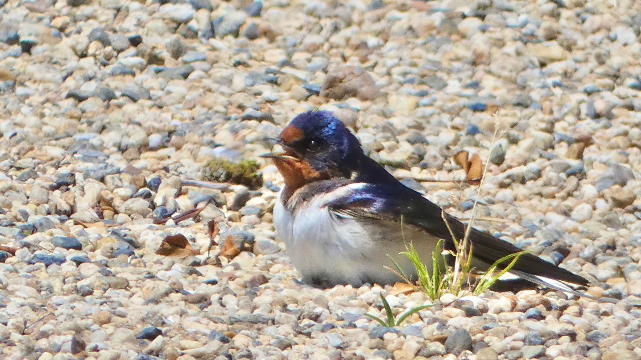 Barn Swallow