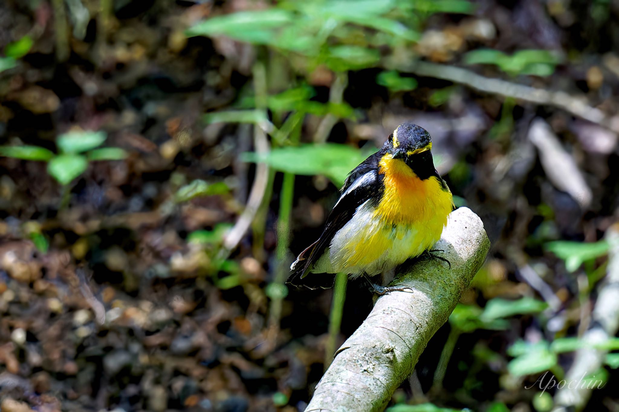 山梨県 キビタキの写真 by アポちん