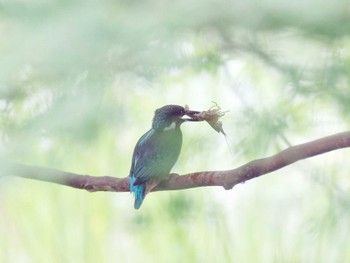 Common Kingfisher 横浜市立金沢自然公園 Thu, 6/13/2024