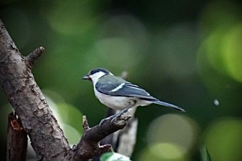 Japanese Tit 権現山(弘法山公園) Fri, 6/14/2024