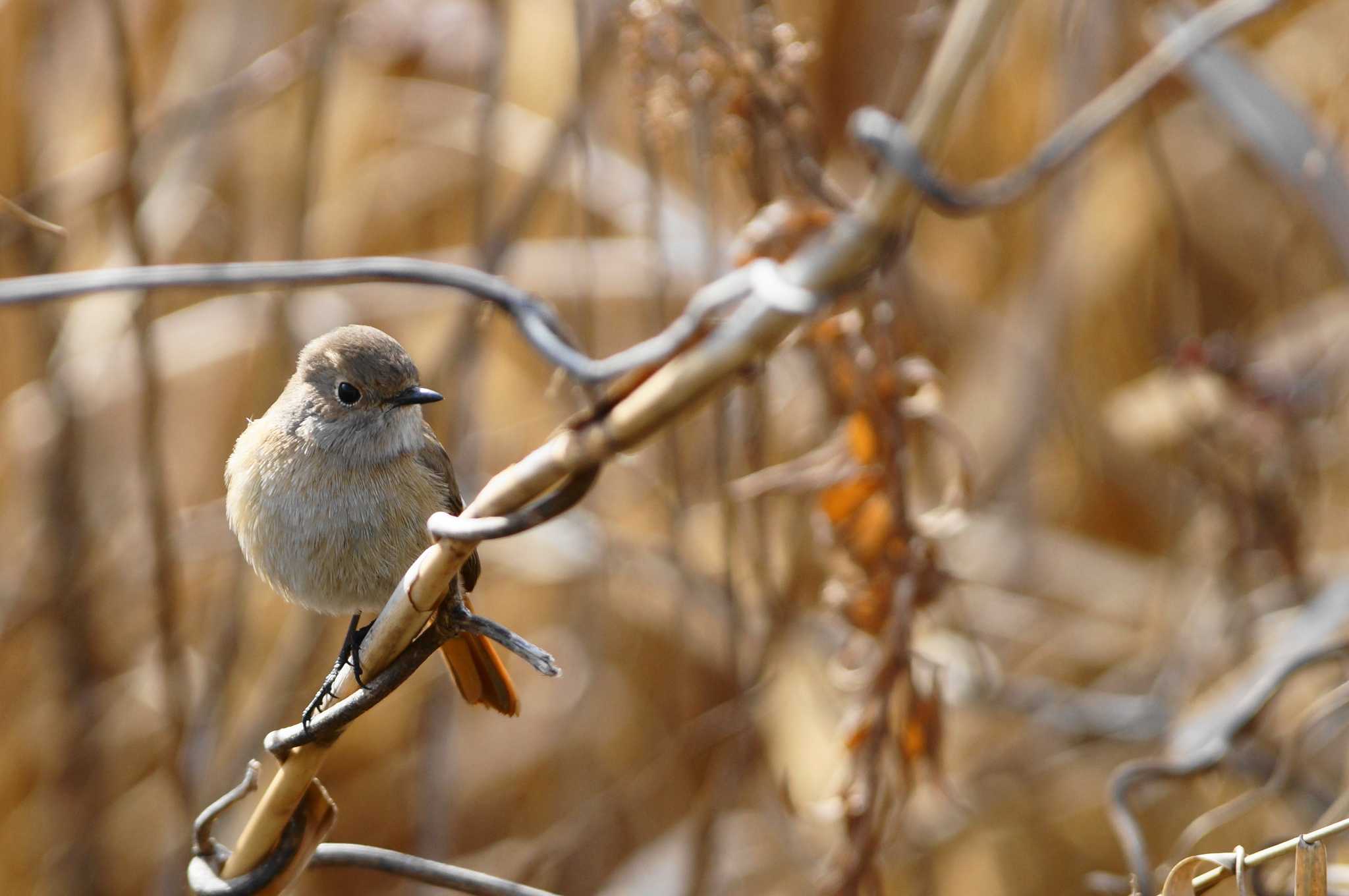 Daurian Redstart