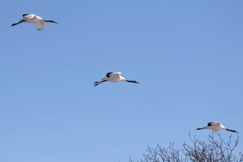 タンチョウ 鶴居村 2019年1月13日(日)