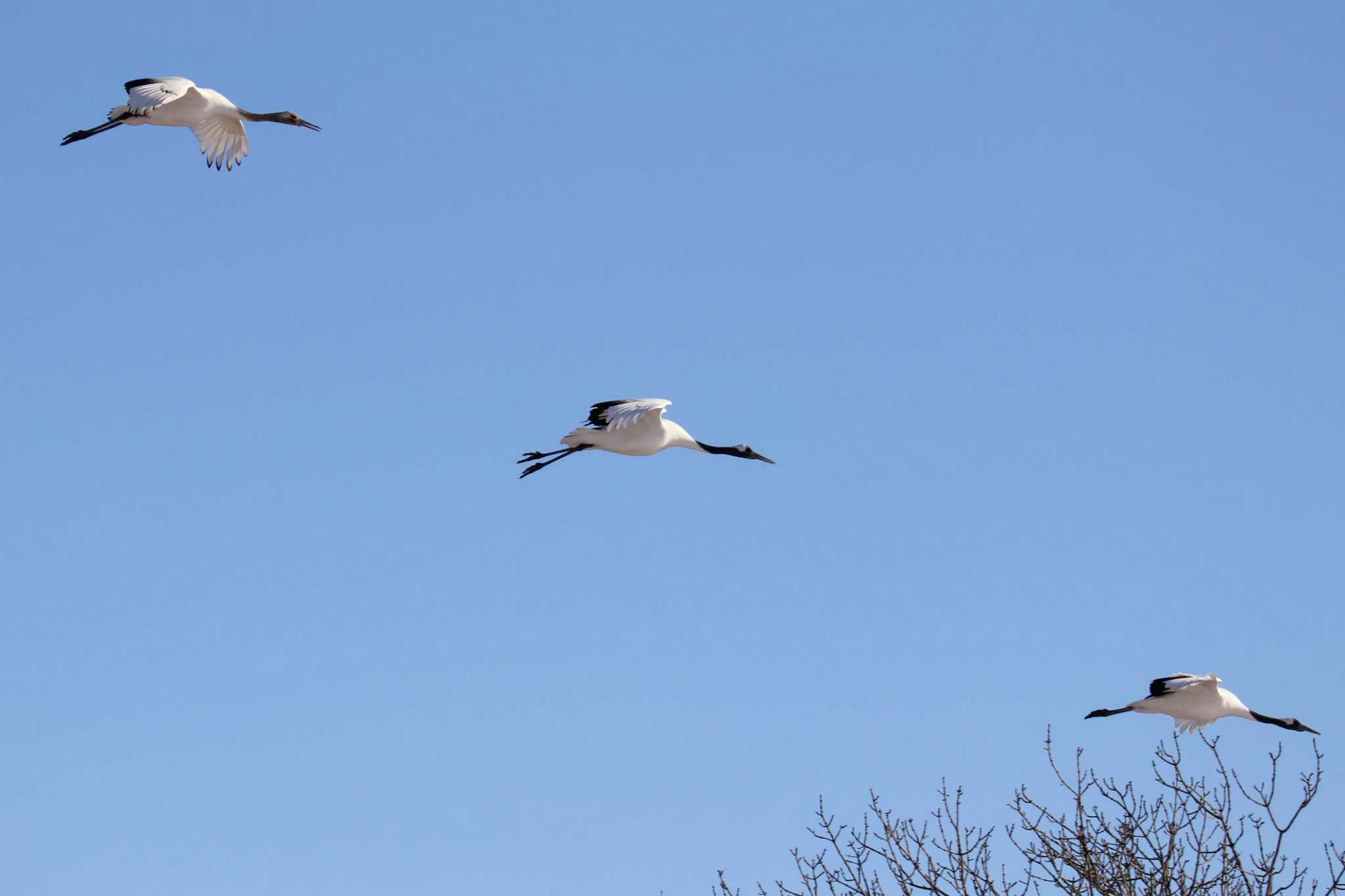 Photo of Red-crowned Crane at 鶴居村 by はやぶさくん