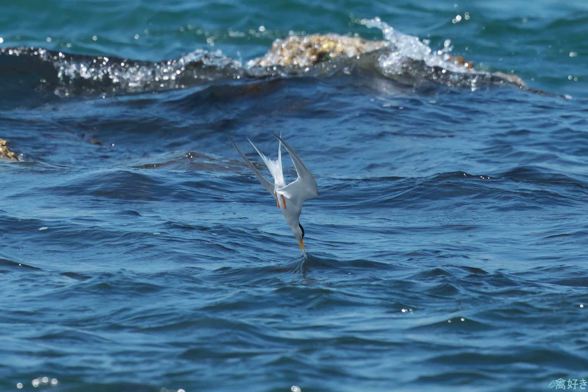 Little Tern