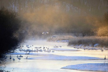 タンチョウ 音羽橋 2019年1月13日(日)