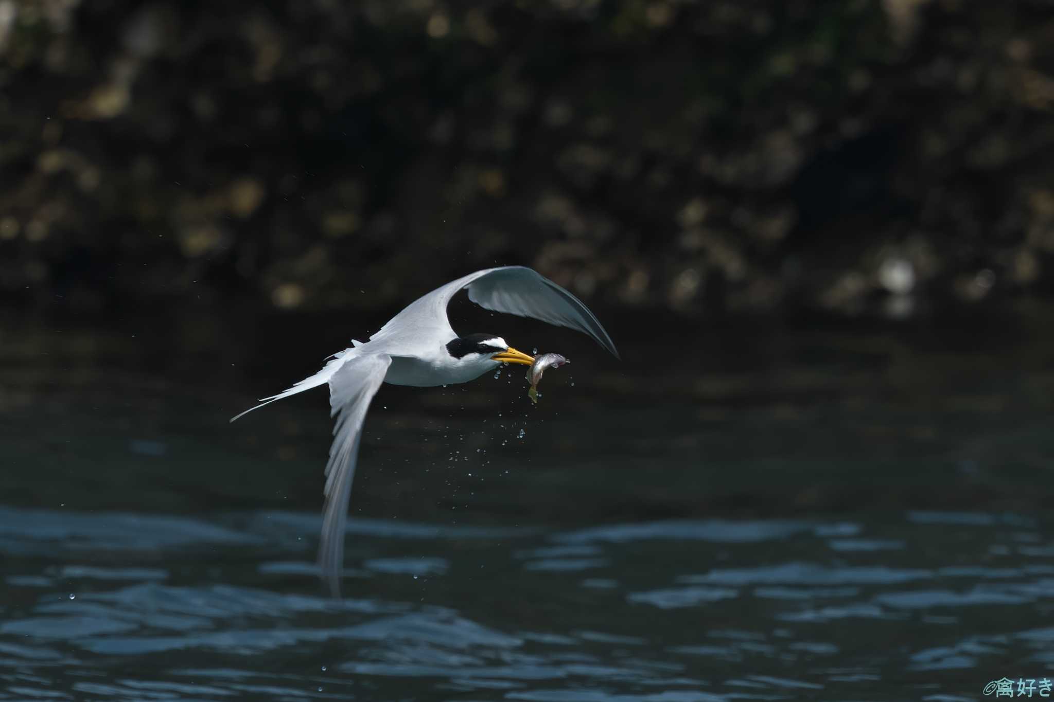 Little Tern