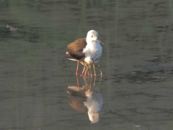 2024年6月5日(水) 一色海岸(西尾市)の野鳥観察記録