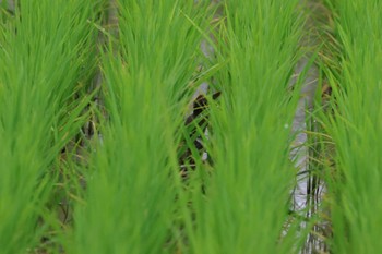 2024年6月13日(木) 勅使池(豊明市)の野鳥観察記録