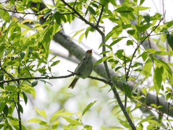 2024年6月13日(木) 西岡公園(西岡水源地)の野鳥観察記録