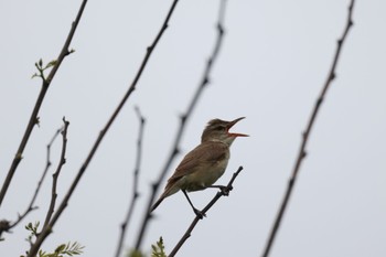 2024年6月14日(金) 新川河口(札幌市)の野鳥観察記録