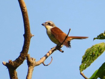 2024年6月14日(金) 松之山の野鳥観察記録