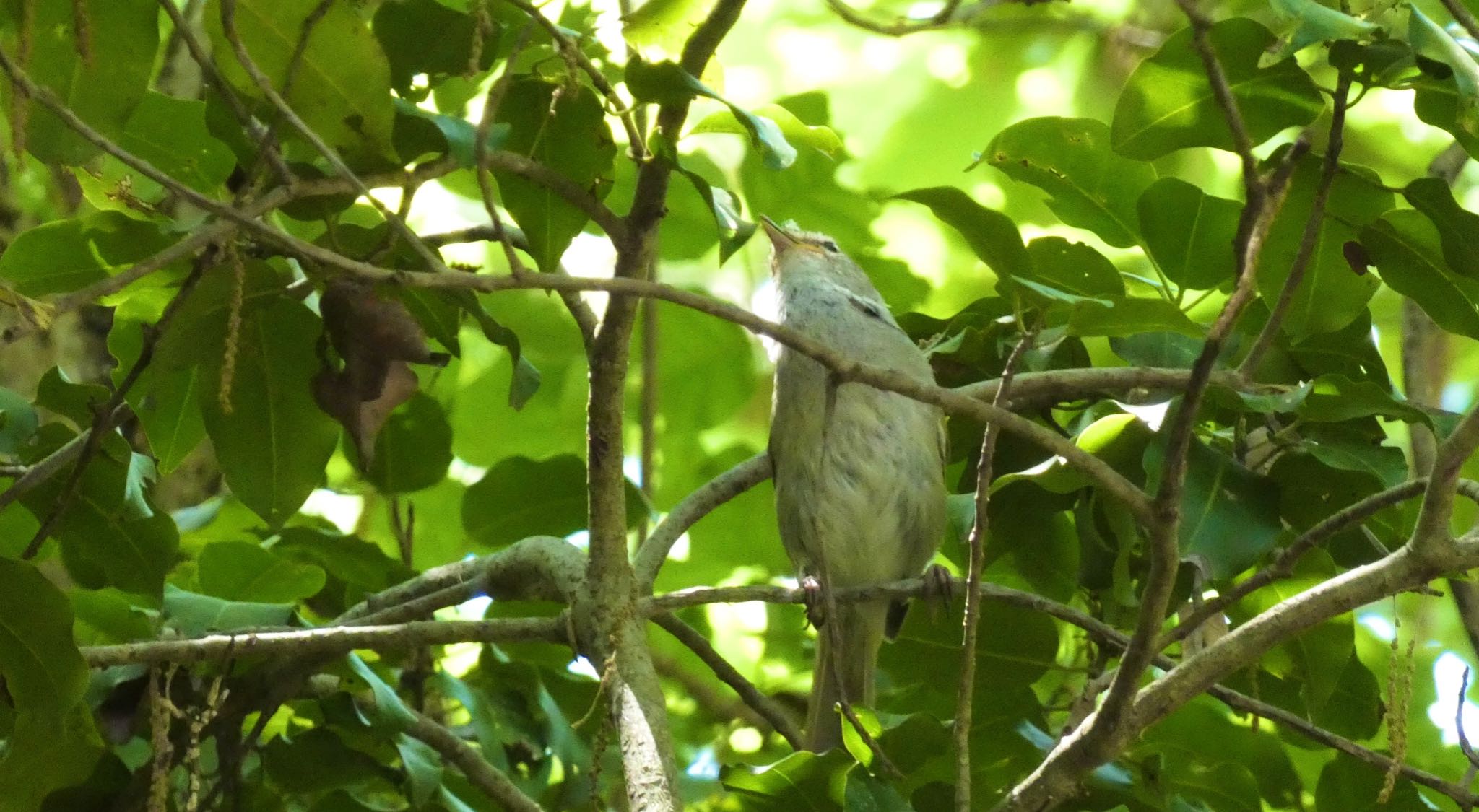 Japanese Bush Warbler