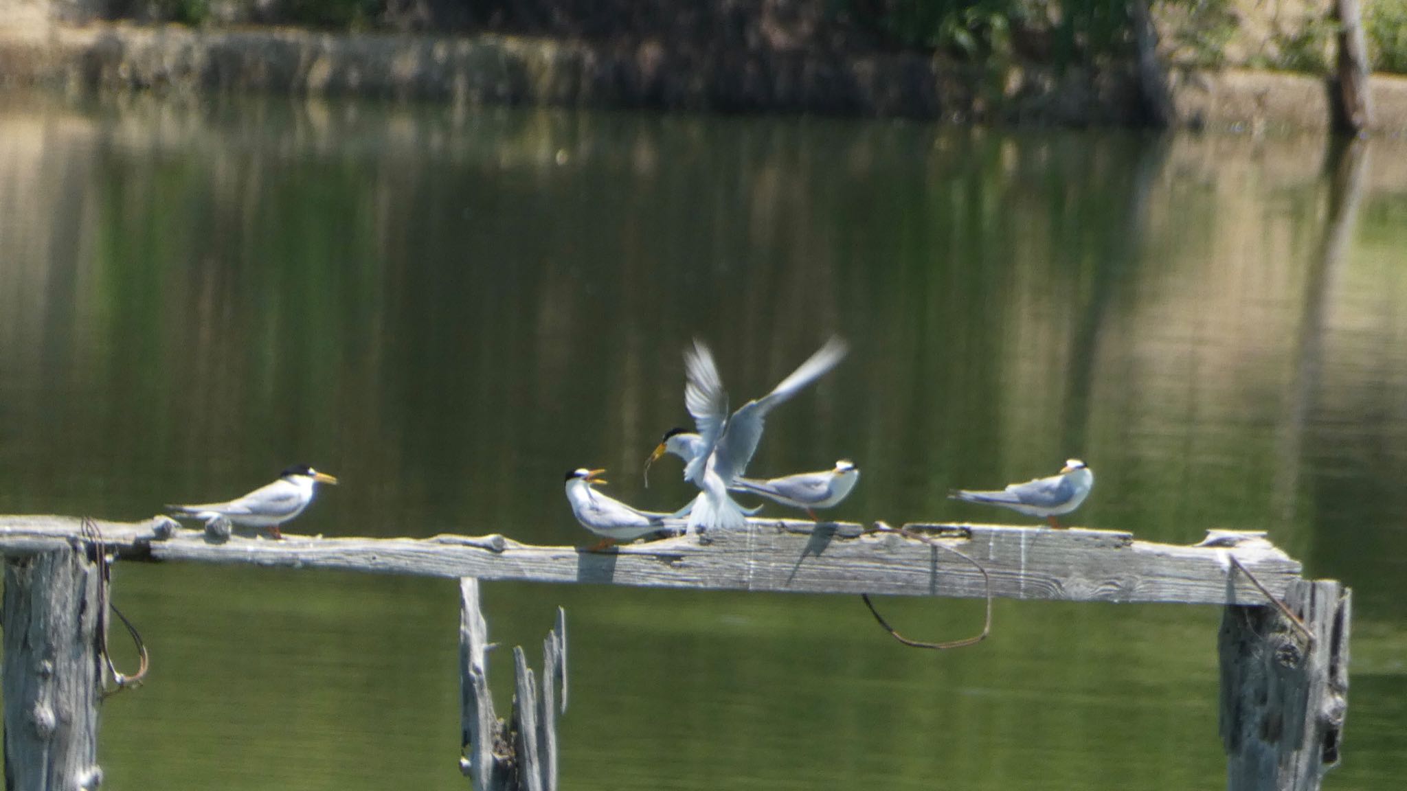 Little Tern