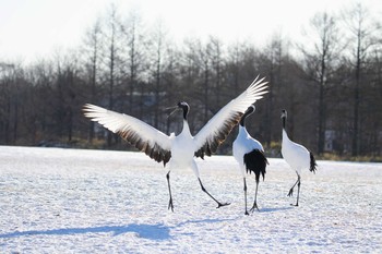 タンチョウ 鶴居村 2019年1月13日(日)