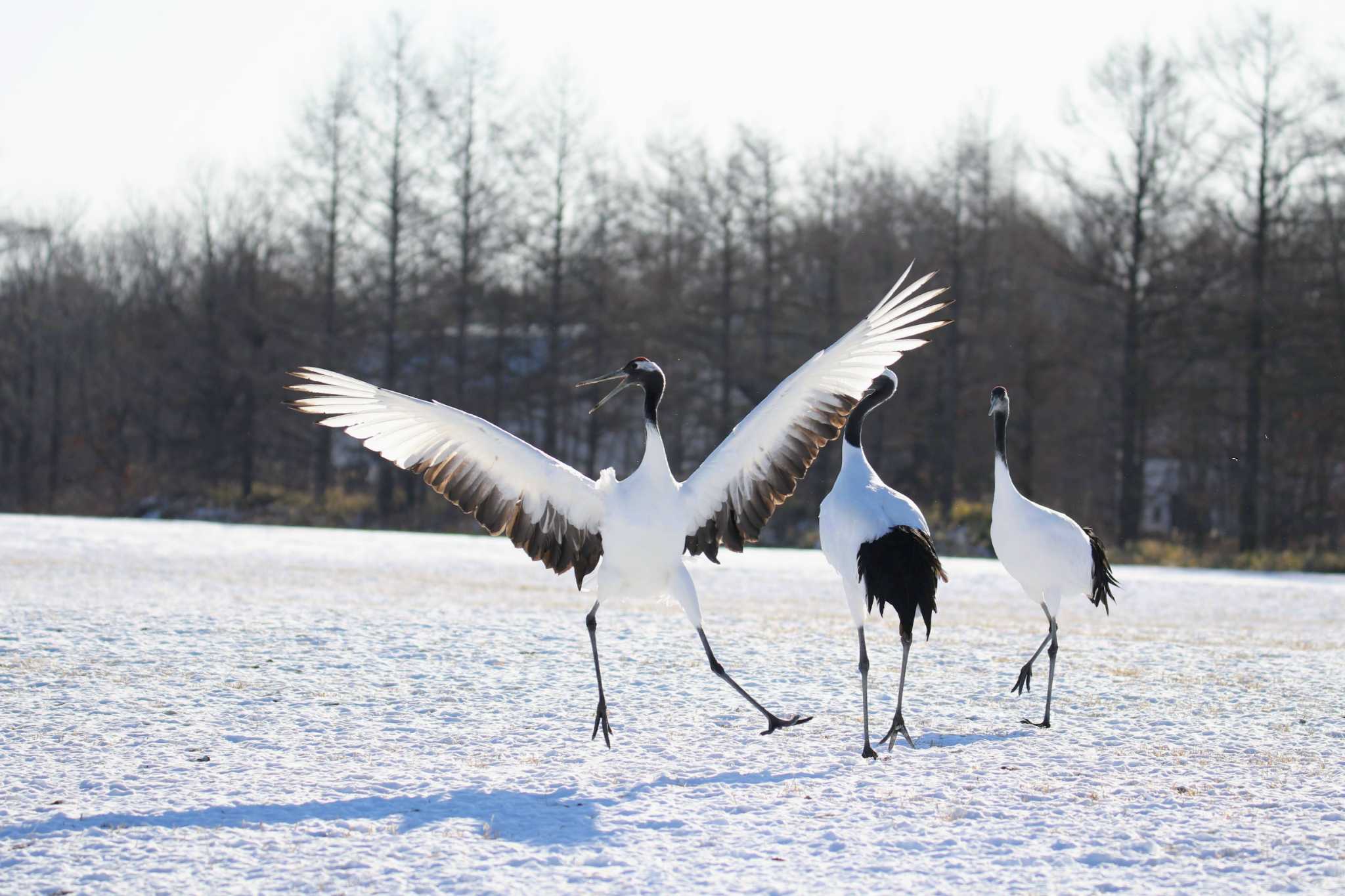 Photo of Red-crowned Crane at 鶴居村 by はやぶさくん