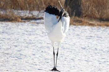 タンチョウ 鶴居村 2019年1月13日(日)