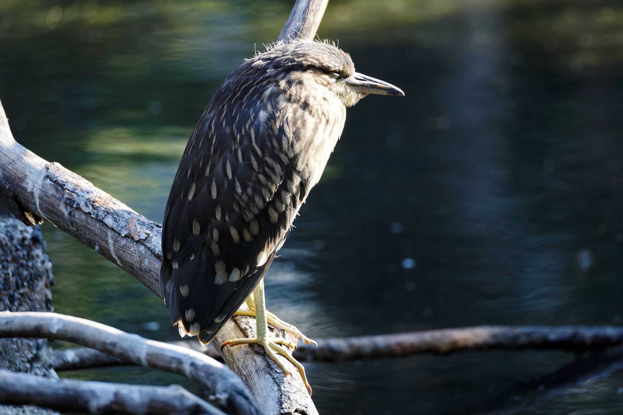 2024年6月13日(木) 仙台堀川公園(江東区)の野鳥観察記録 by 2024年6月13日(木) 仙台堀川公園(江東区)の野鳥観察記録 by