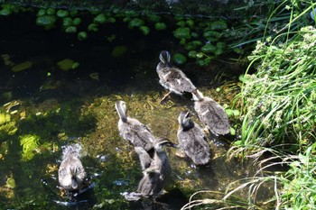 2024年6月15日(土) 平和の森公園、妙正寺川の野鳥観察記録