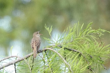 Oriental Reed Warbler 山田池公園 Sat, 6/15/2024